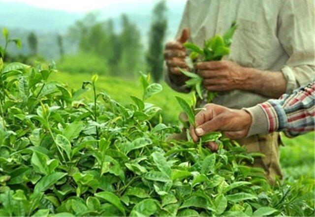 رشد 20 درصدی خرید برگ سبز چای در لاهیجان