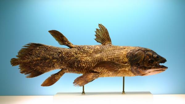 کشف ماهی با 420 میلیون سال قدمت