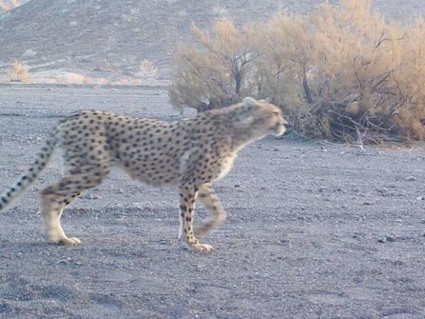 تعداد یوزپلنگ های توران به 4 نفر رسید